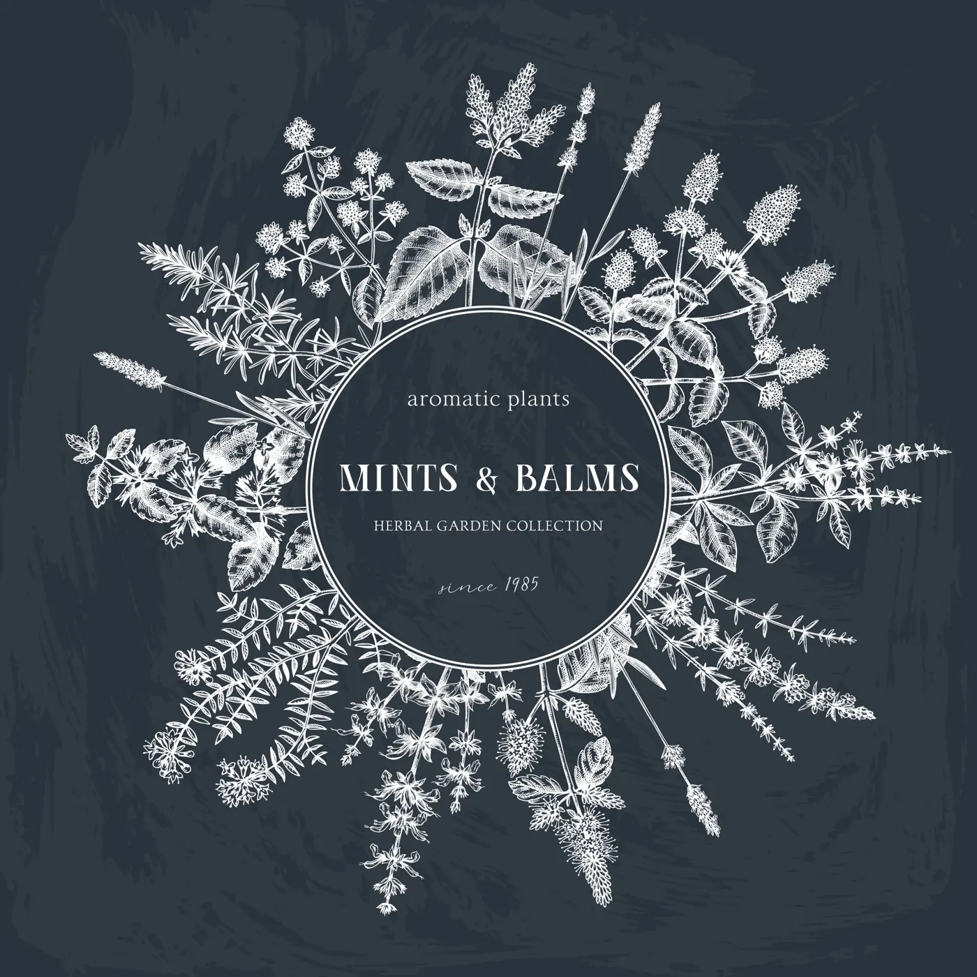 Mint  plants on chalkboard. Summer herbs wreath design. Hand sketched aromatic and medicinal herbs background. Herbal tea ingredients. Mints in vintage style.  Illustration